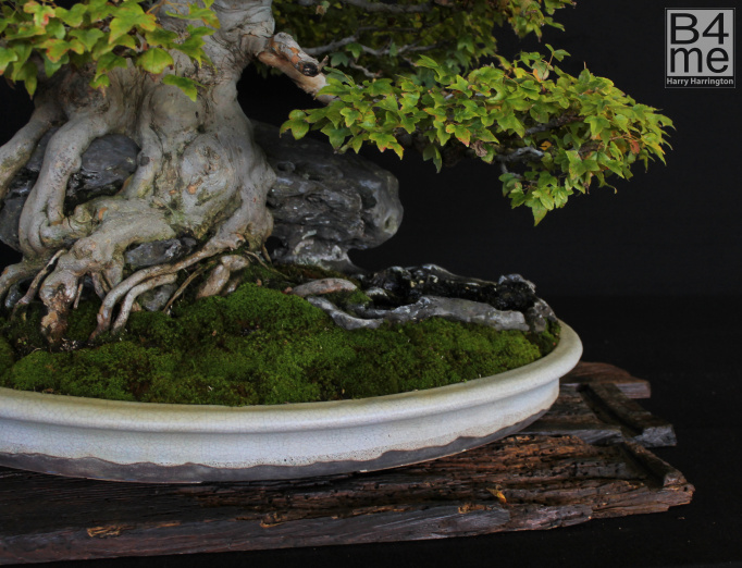 bonsai